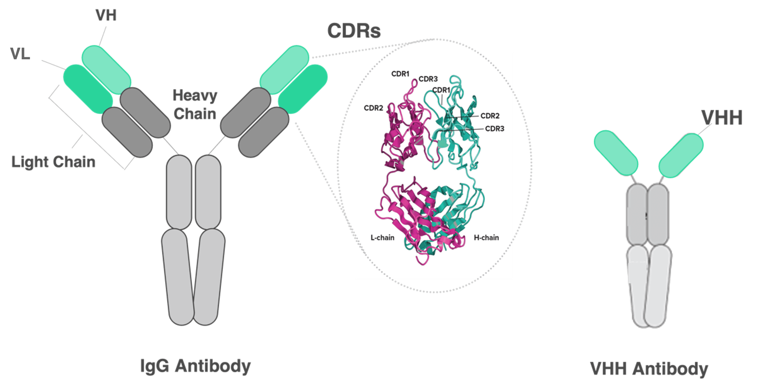 Lessons From Llamas in Antibody Discovery Twist Bioscience